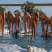 Ionion Beach Resort