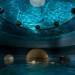 Euphoria Retreat